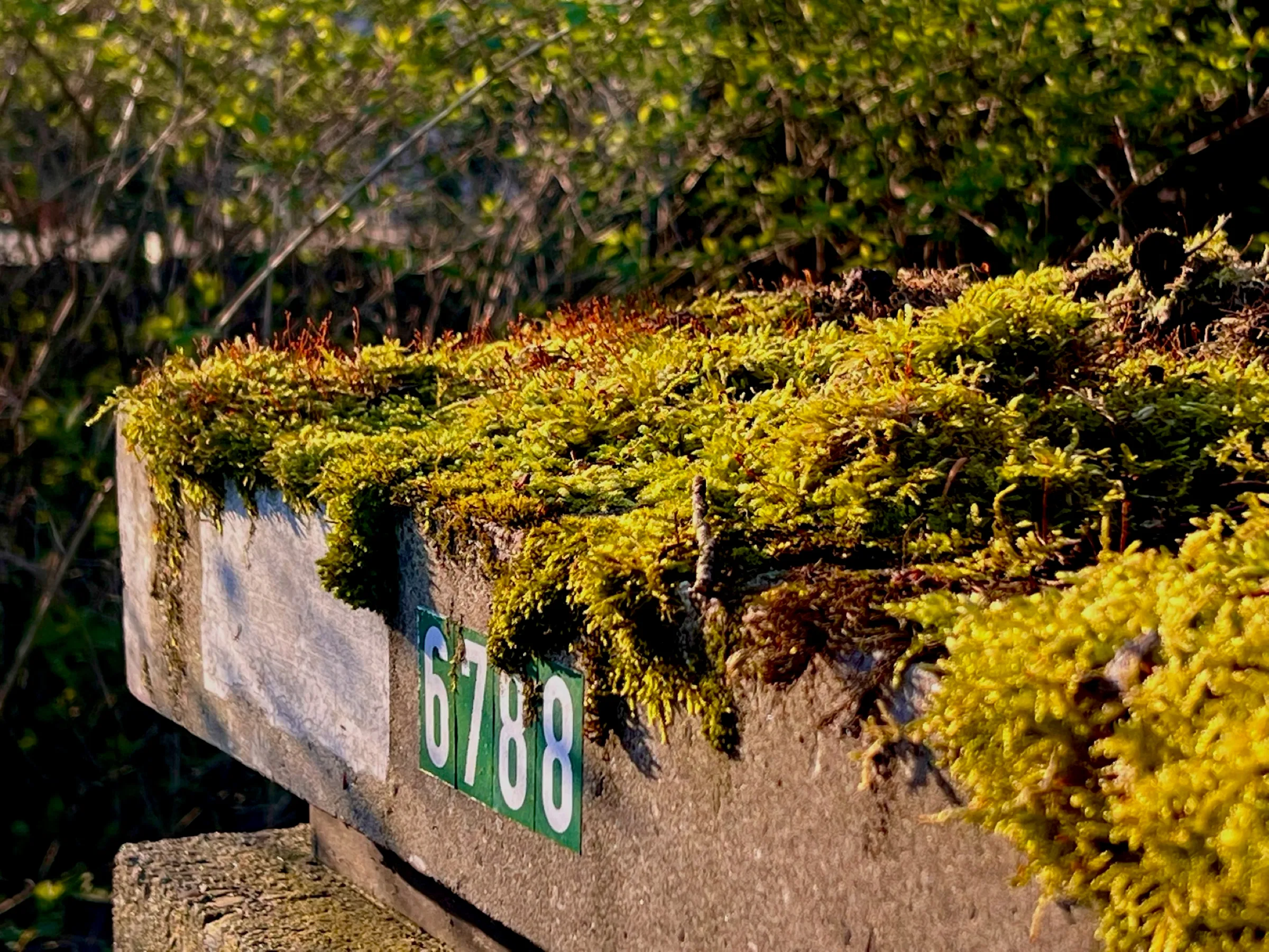 Moos- und flechtenbewachsene Gartenmauer mit alter Hausnummer 67/88 am Pikartenkamp