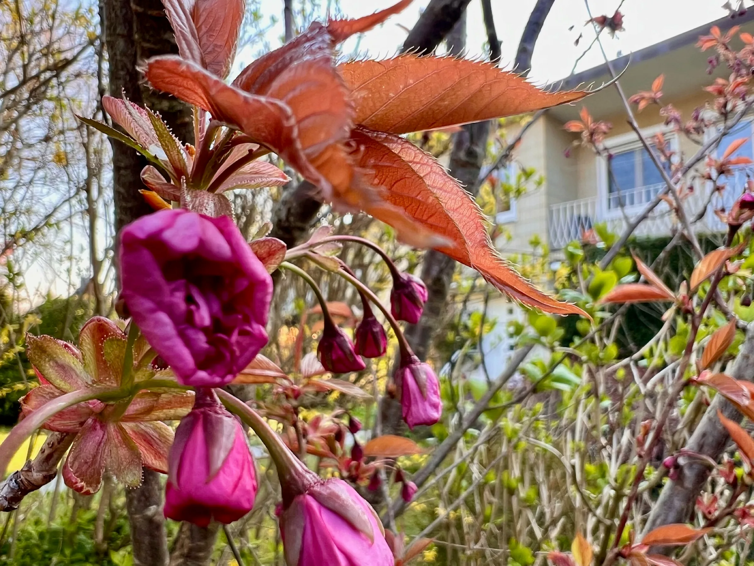 Pinke Kirschblüten mit einem Reihenhaus im Hintergrund